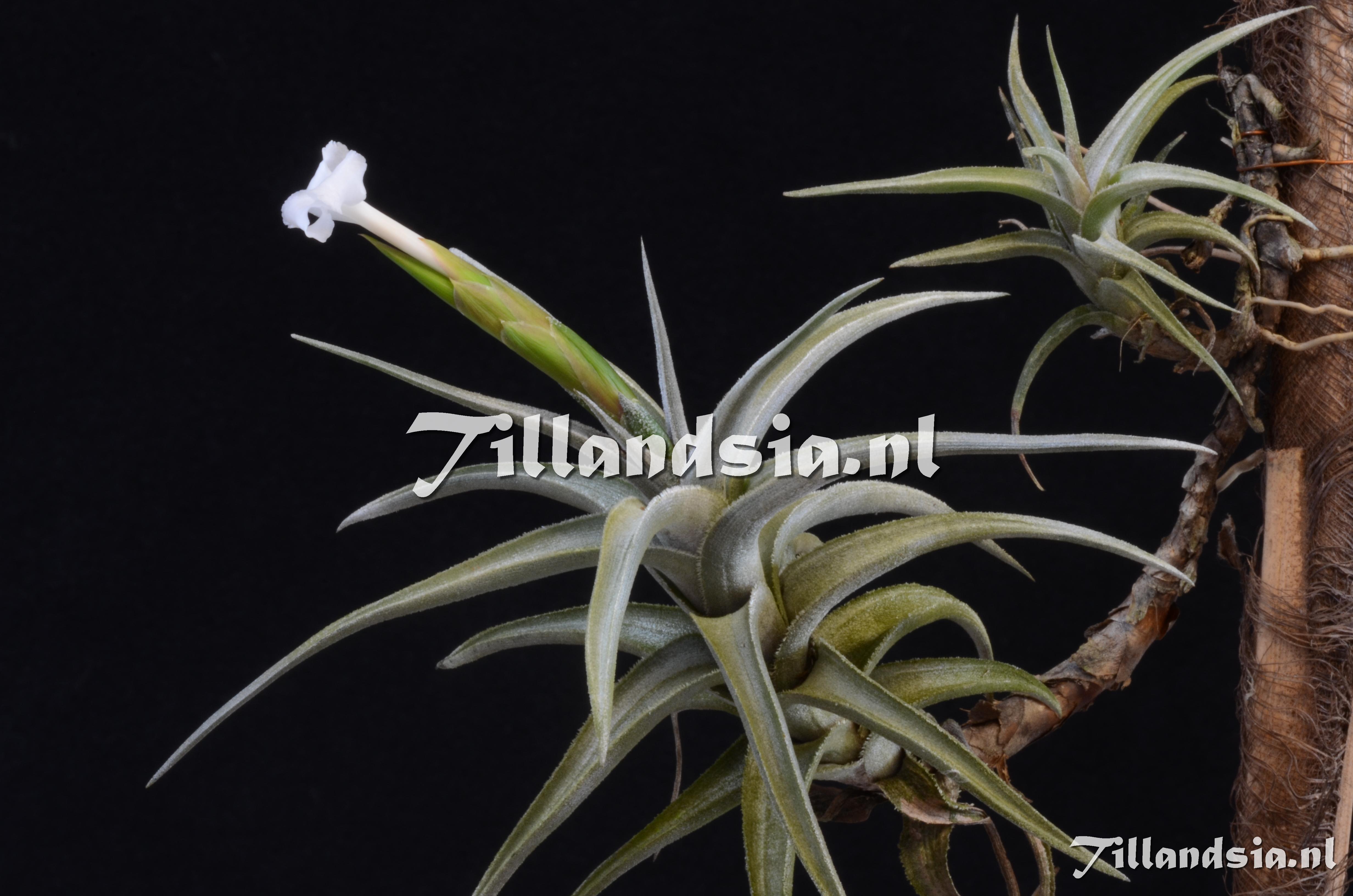 763 Tillandsia cf. xiphioides