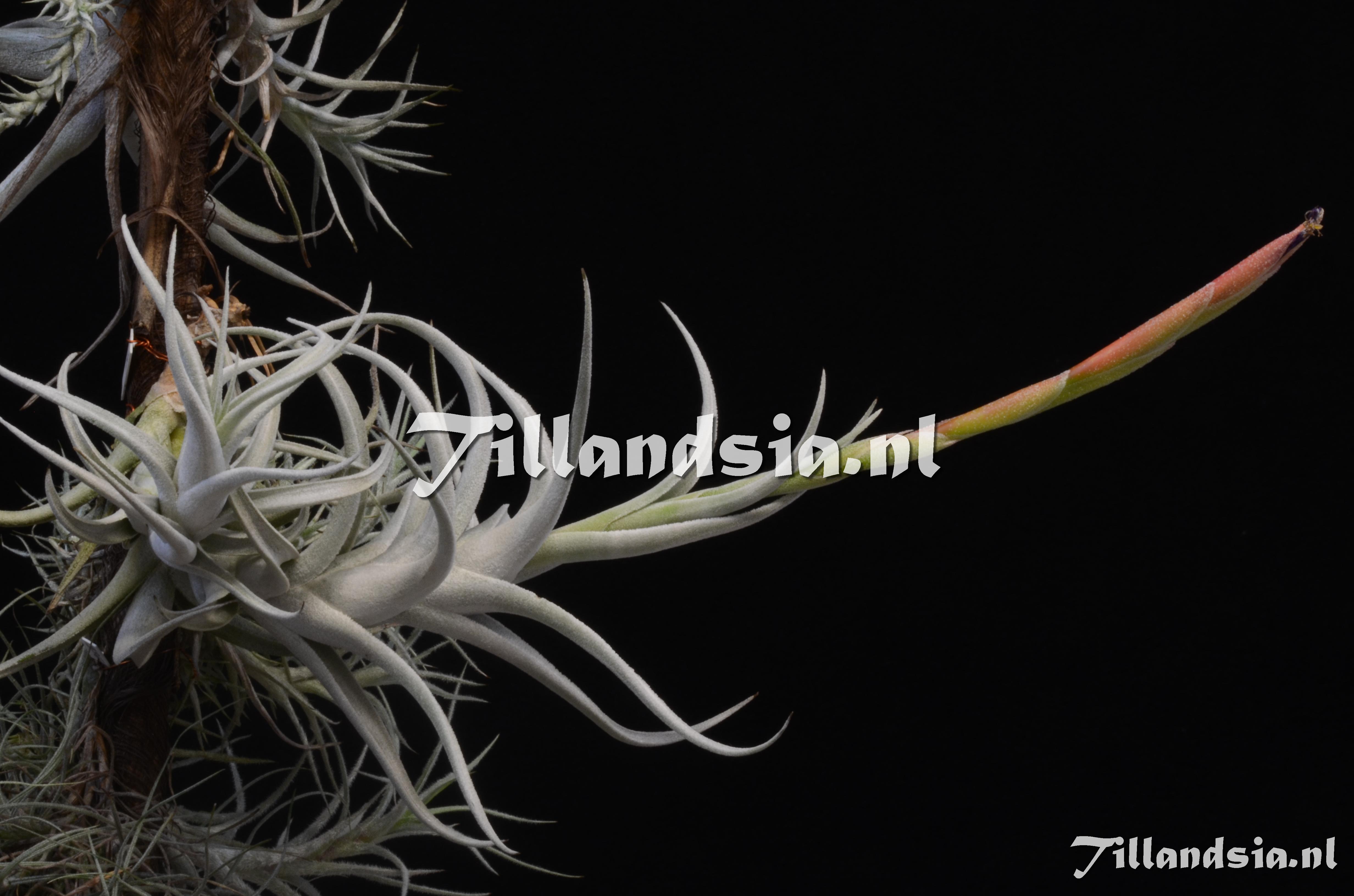 779 Tillandsia mitlaensis var tulensis