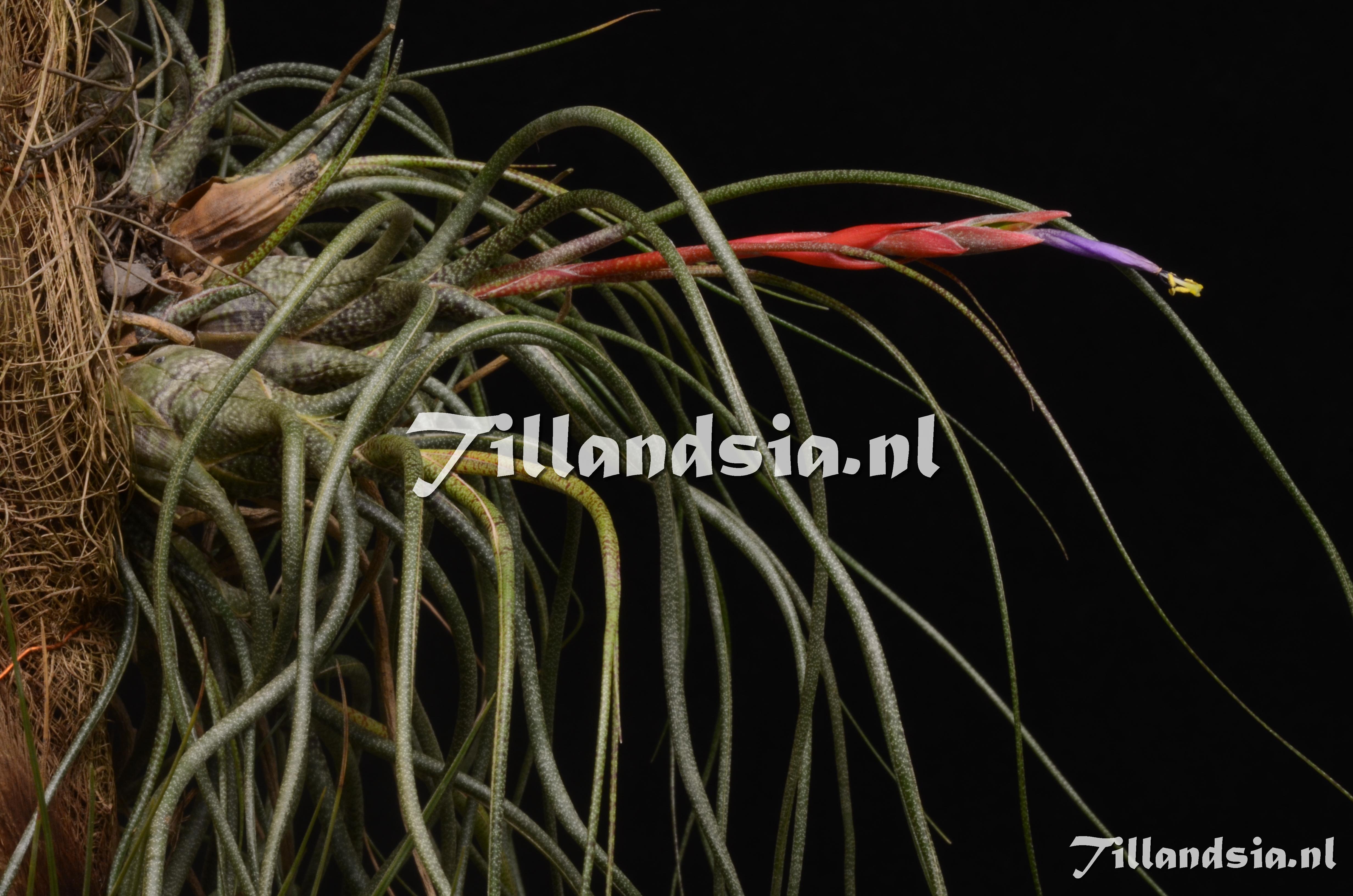 798 Tillandsia butzii