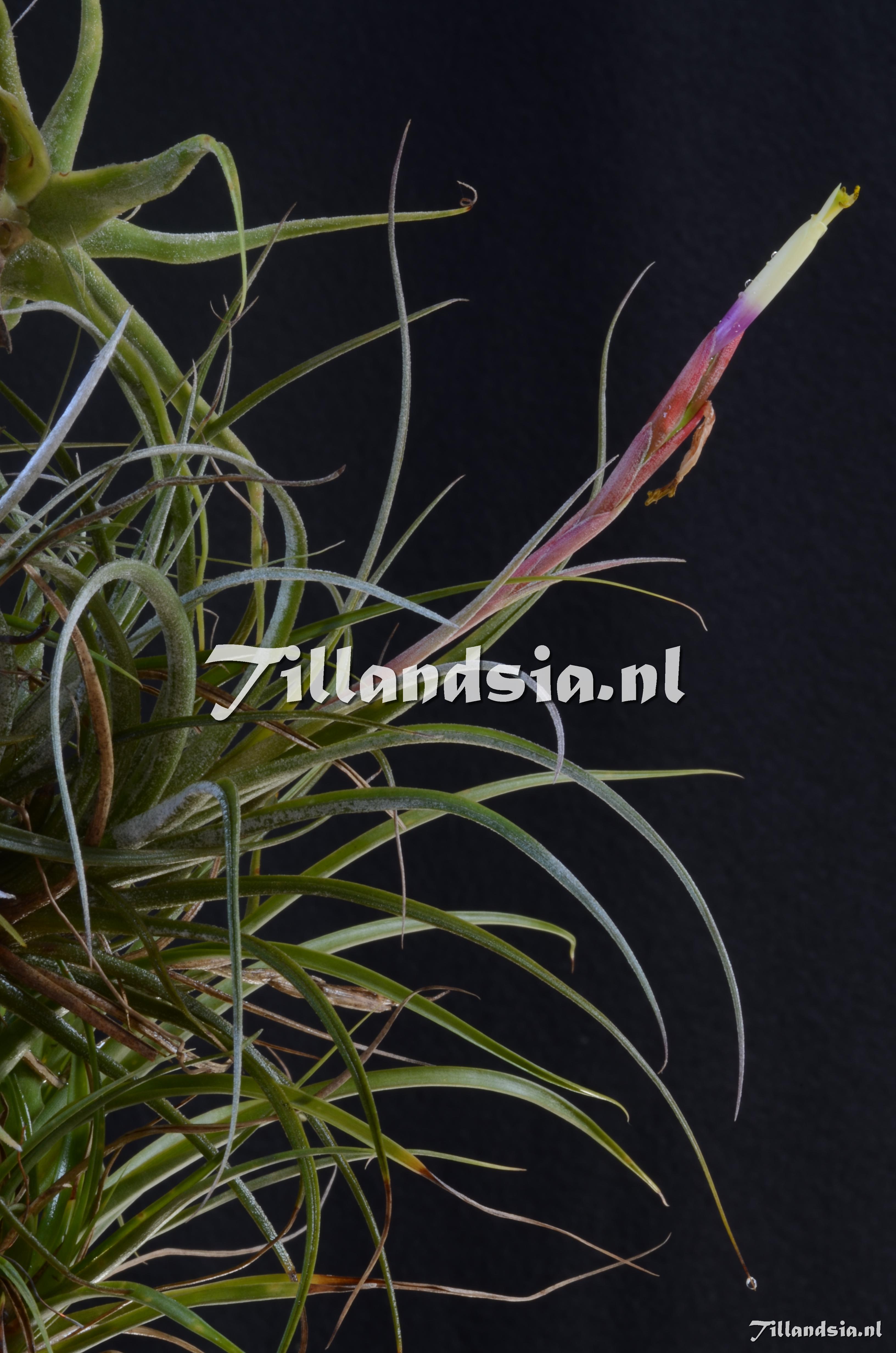 83 Tillandsia flavoviolacea spec.nov.