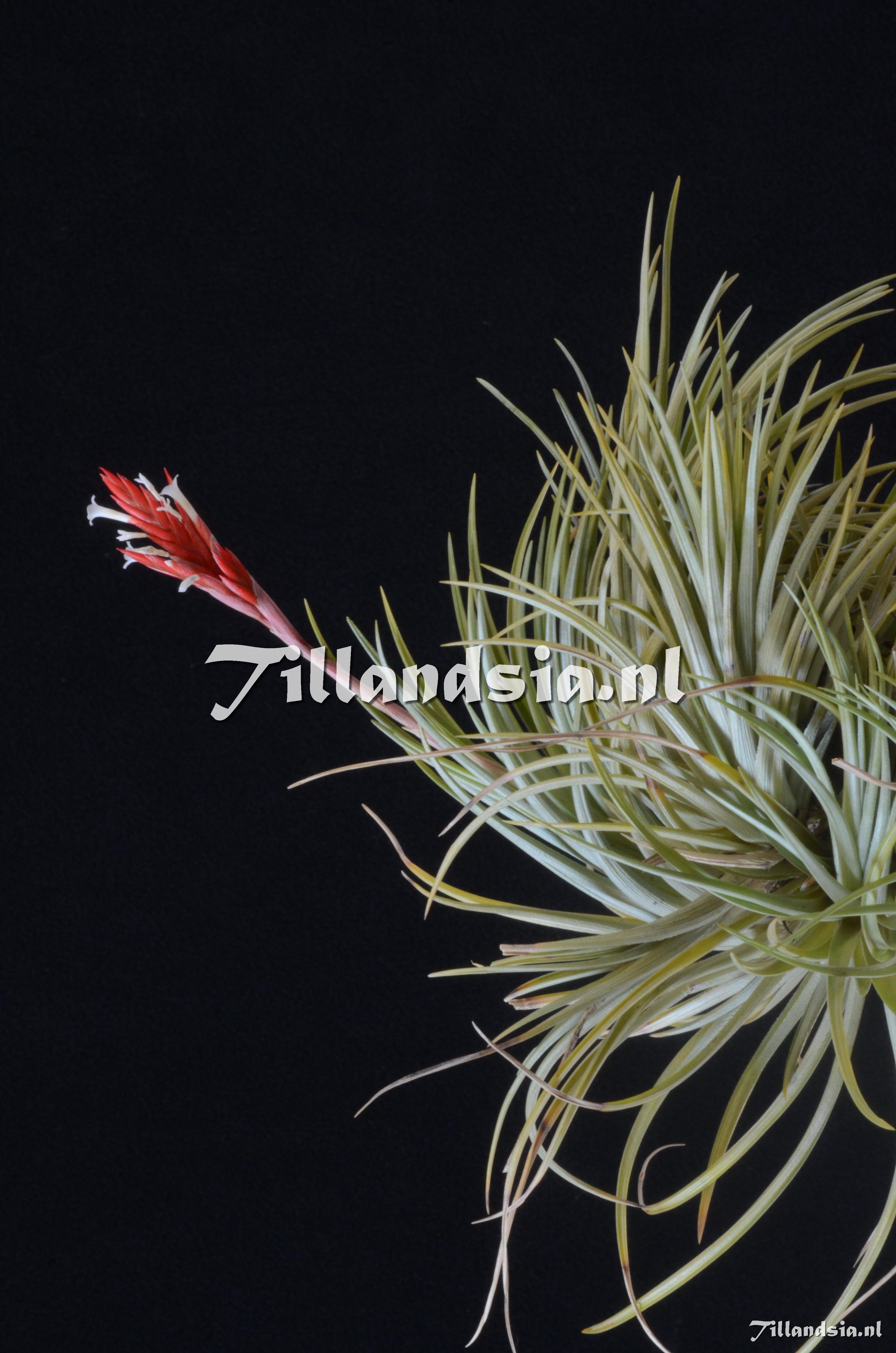 836 Tillandsia vernicosa