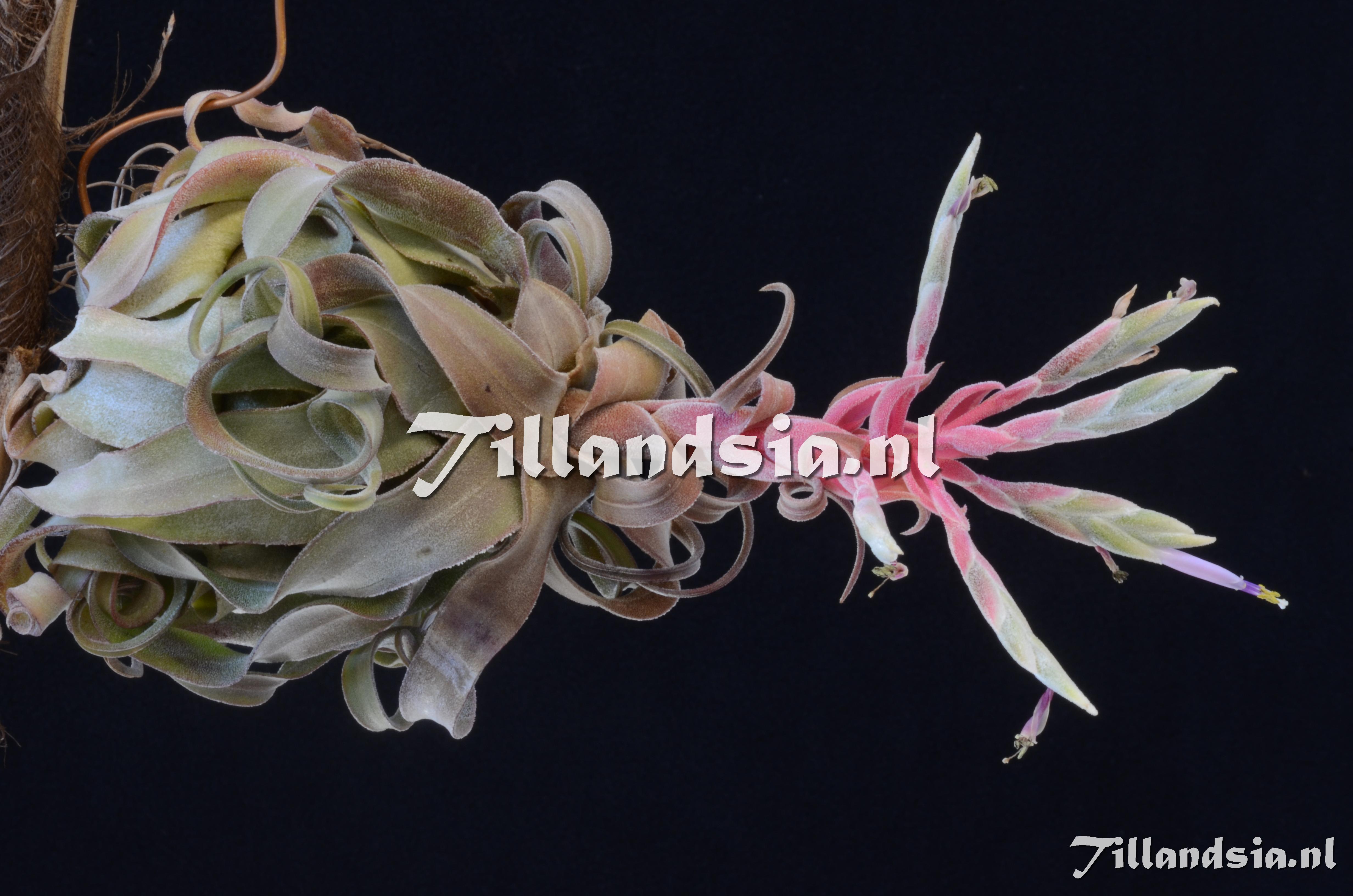 847 Tillandsia streptophylla