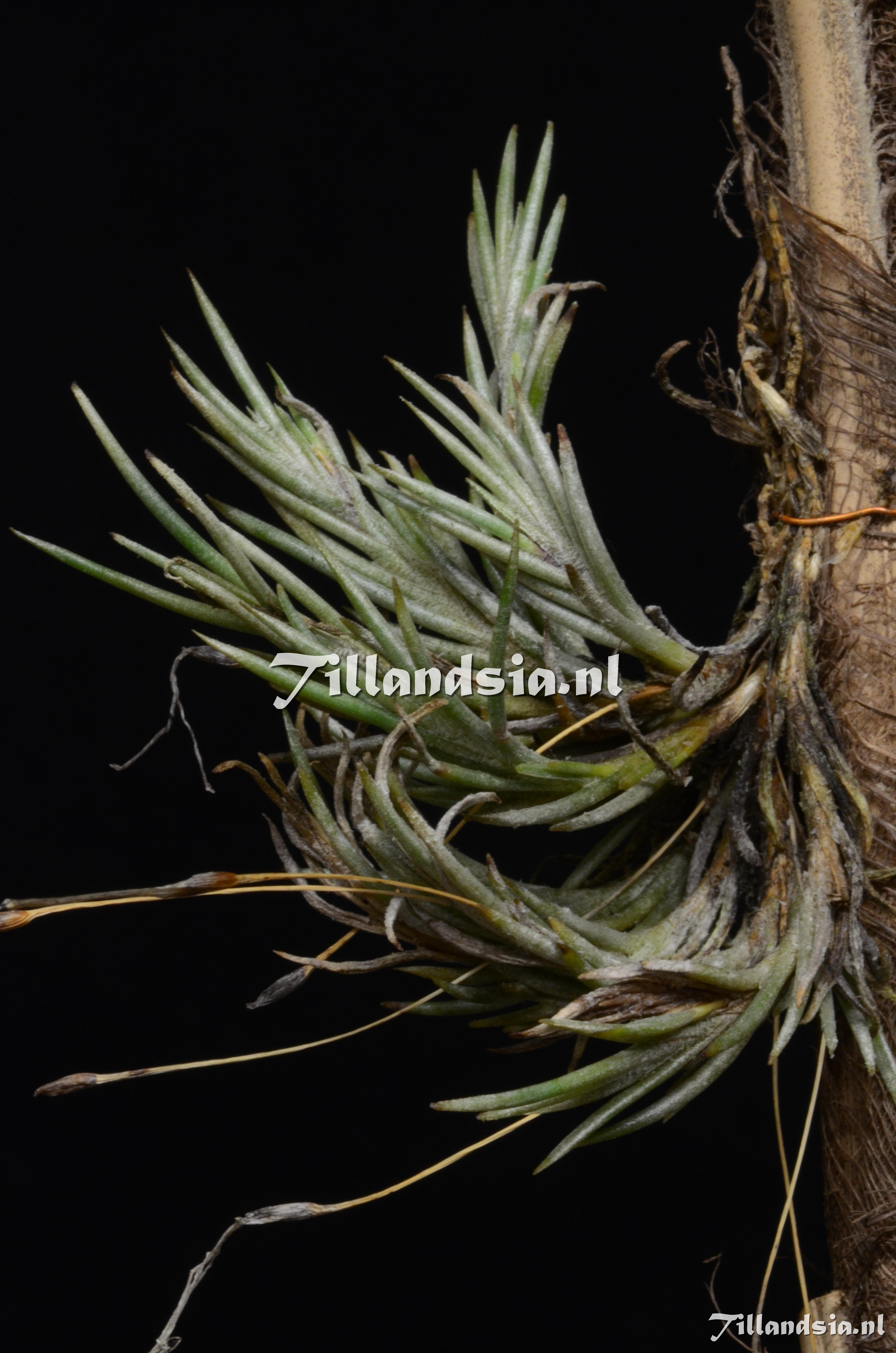 862 Tillandsia capillaris