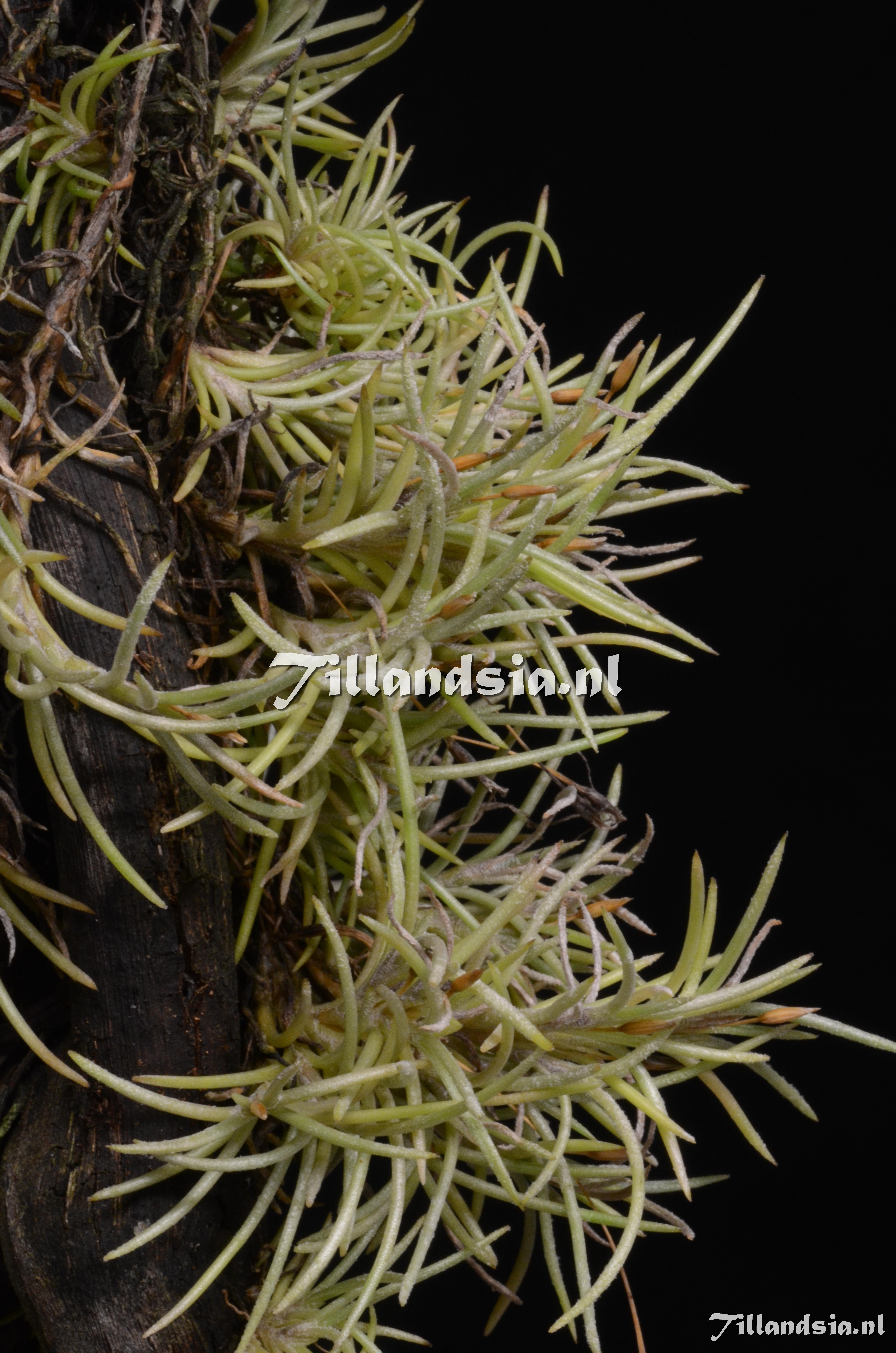 Tillandsia.NL