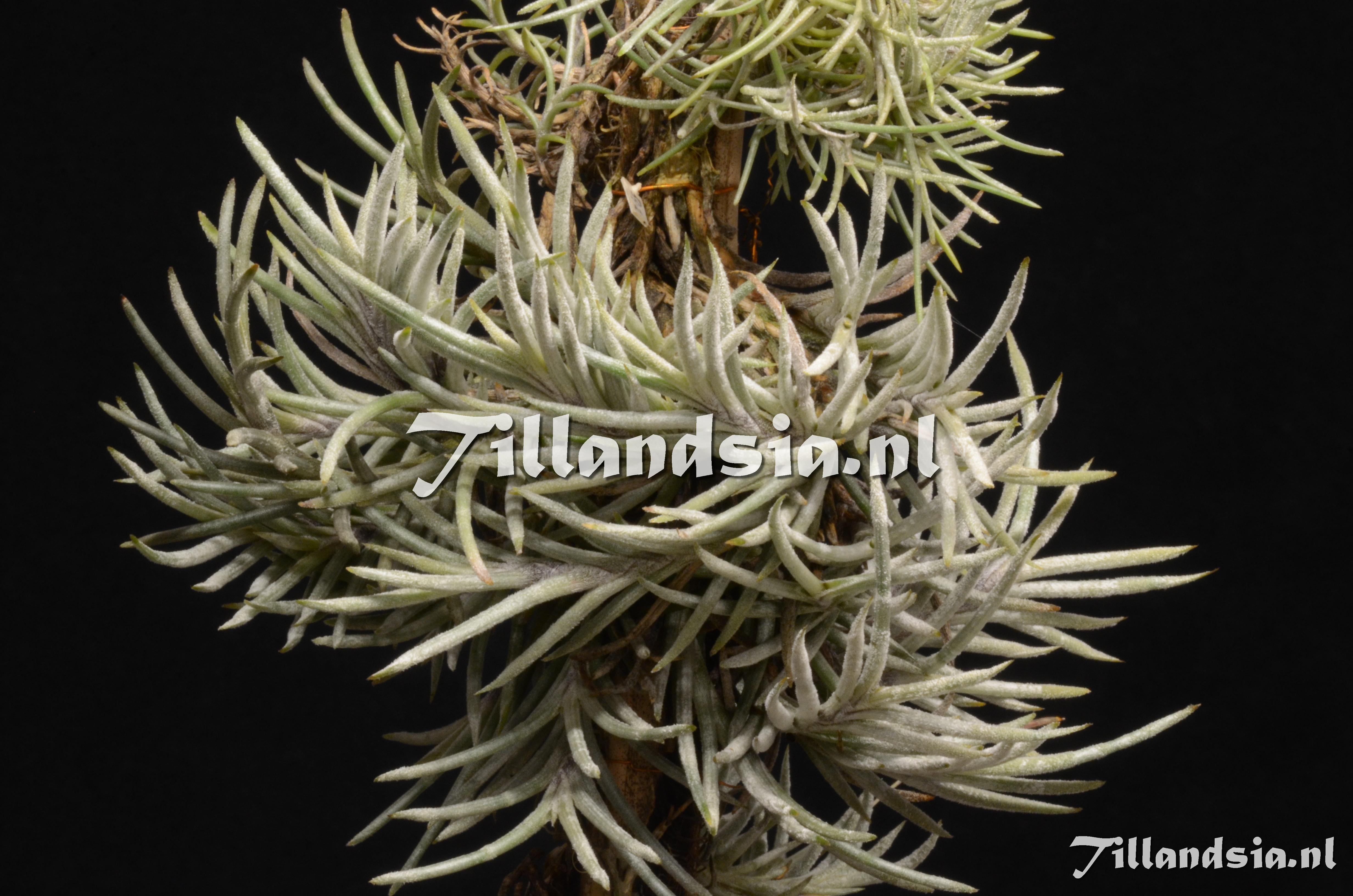 864 Tillandsia capillaris 