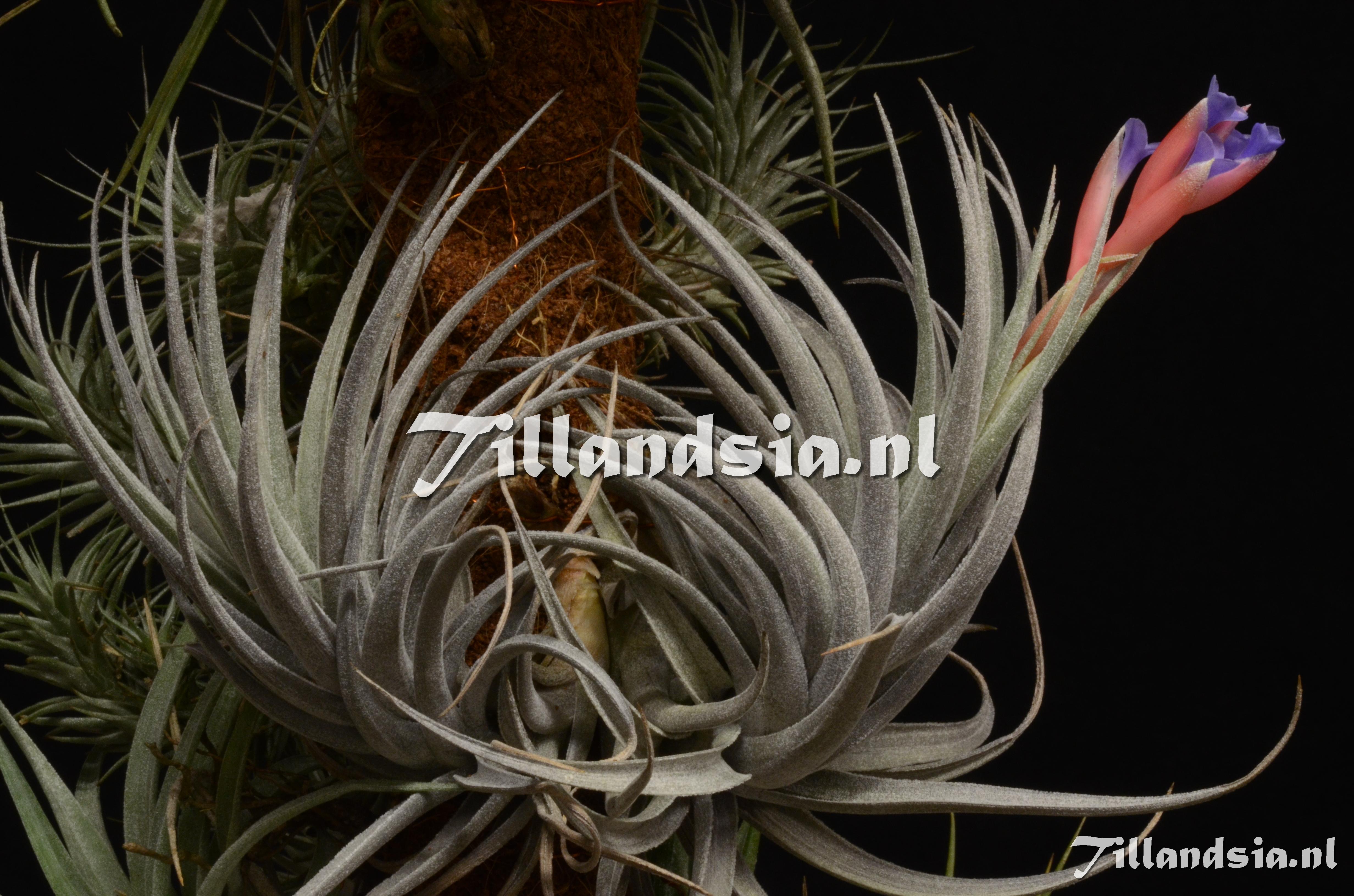 869 Tillandsia winkleri