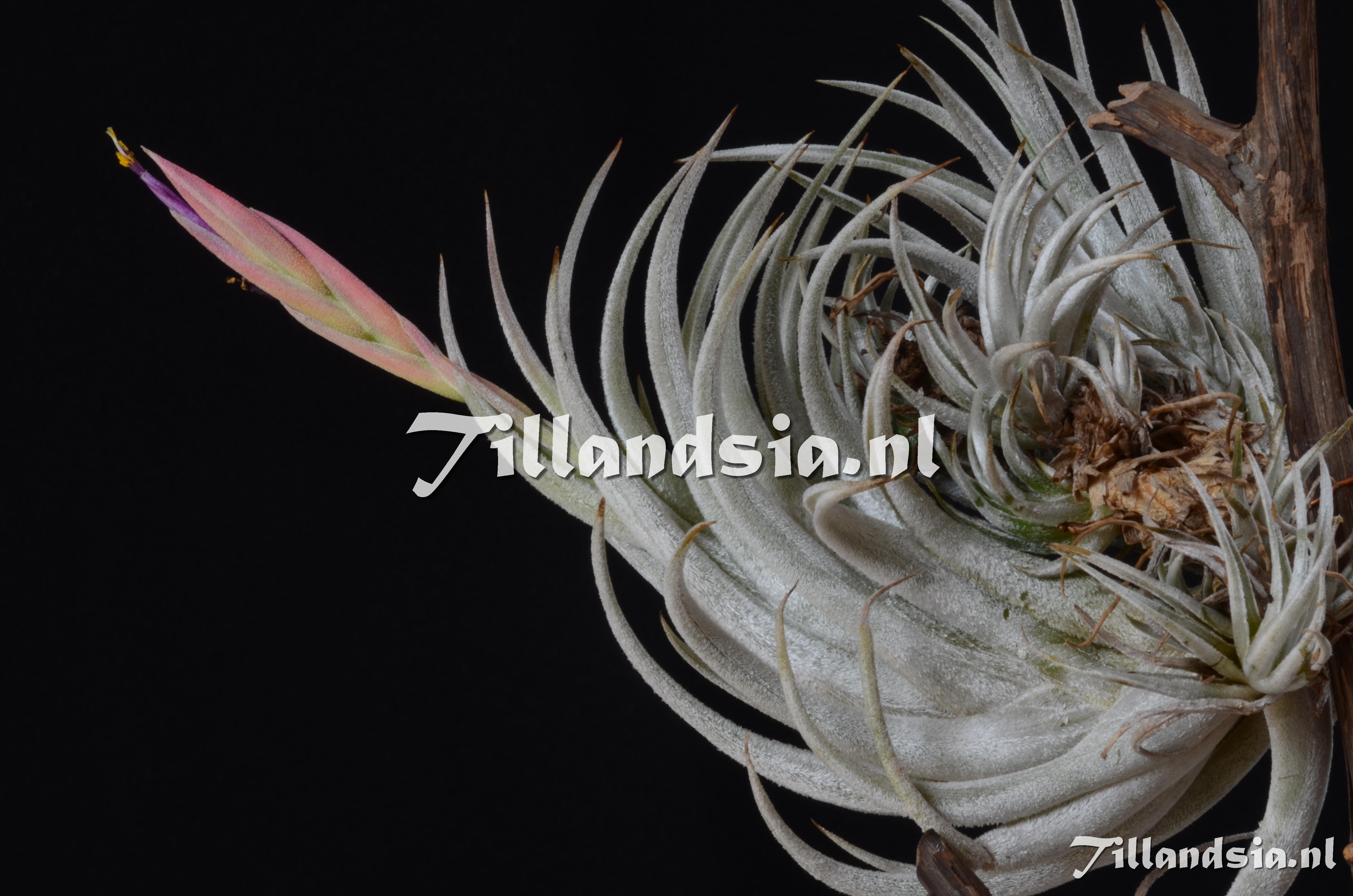 91 Tillandsia mitlaensis