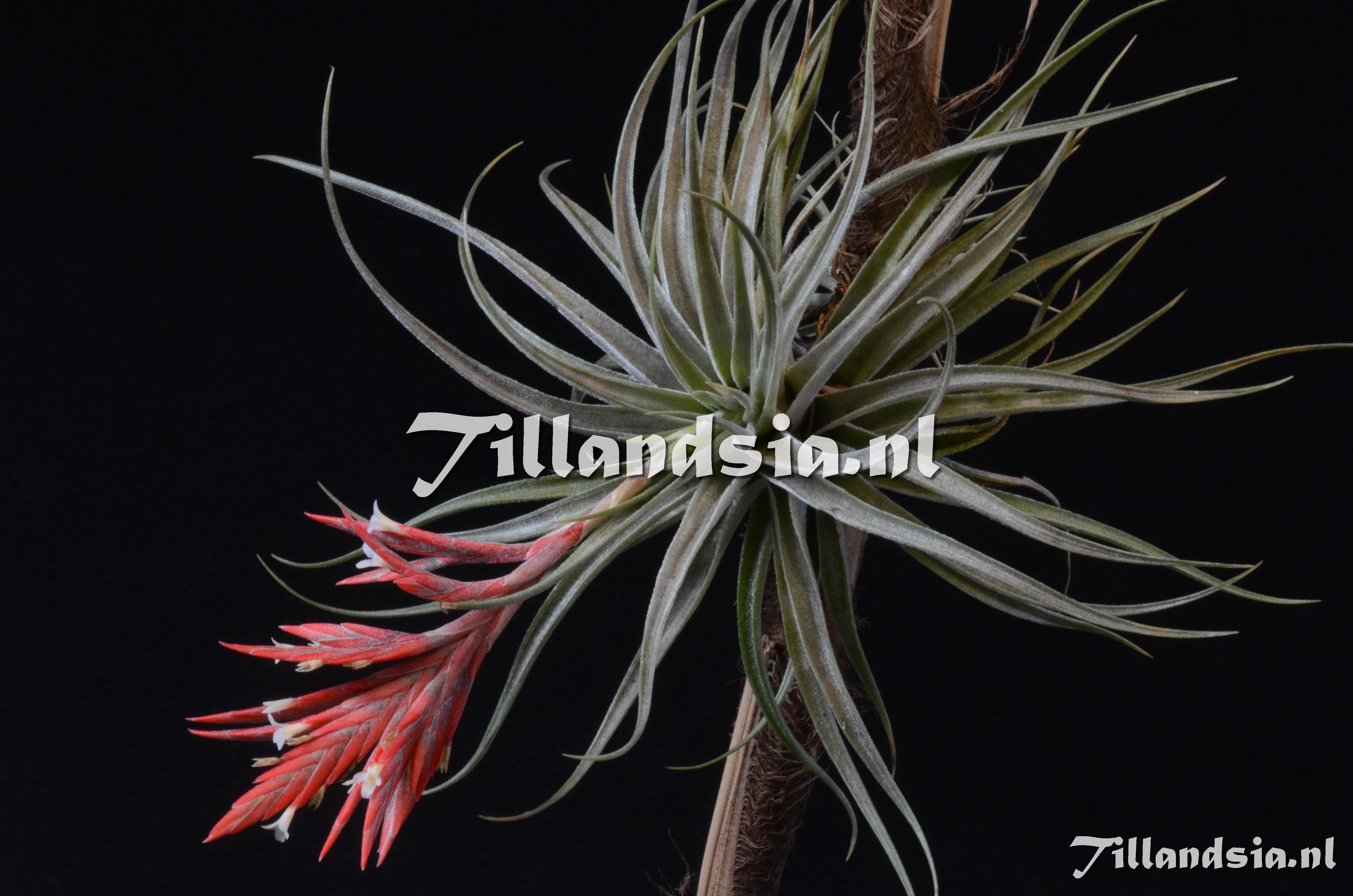 917 Tillandsia didisticha