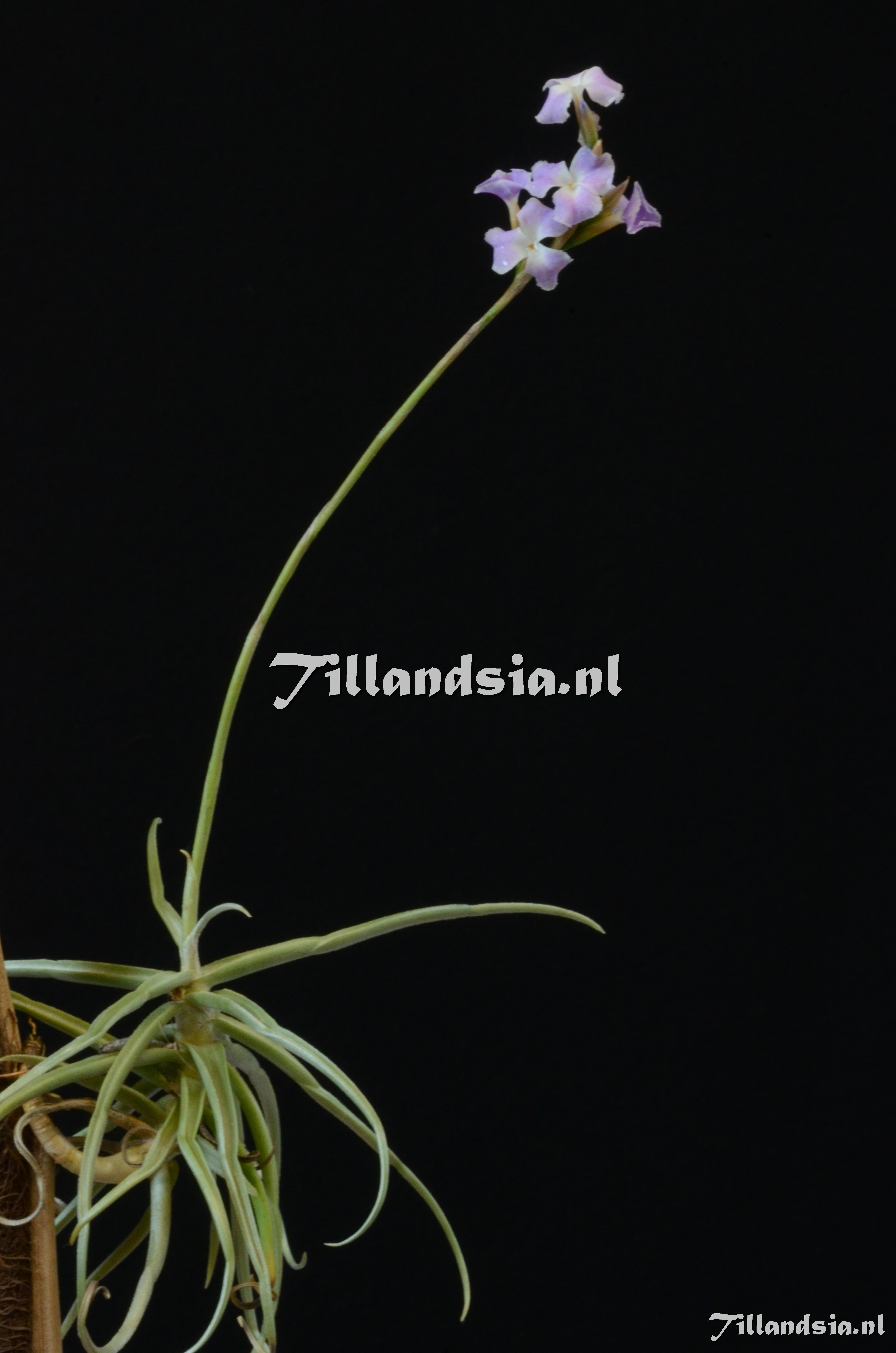 930 Tillandsia reichenbachii