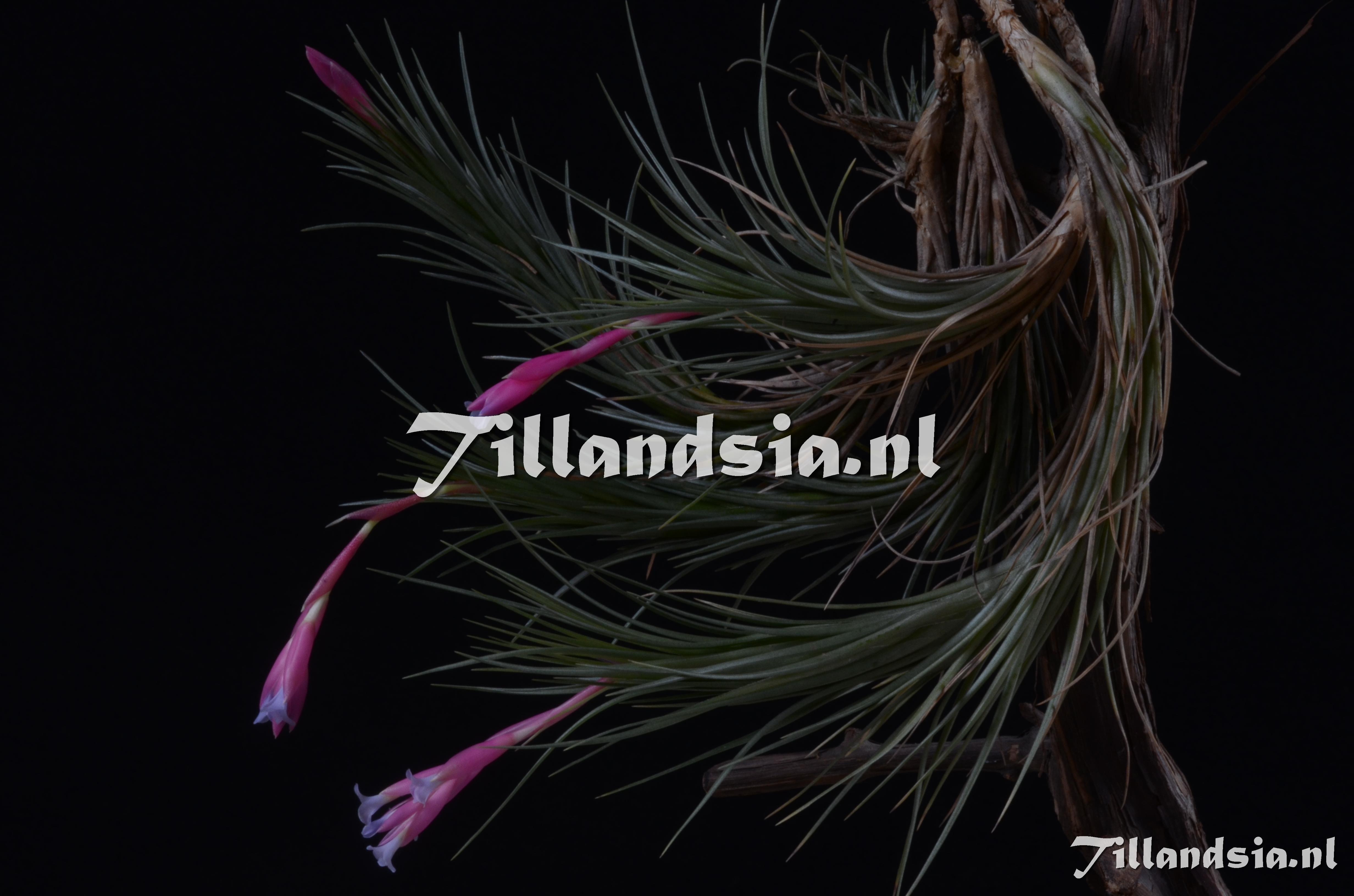 95 Tillandsia tenuifolia