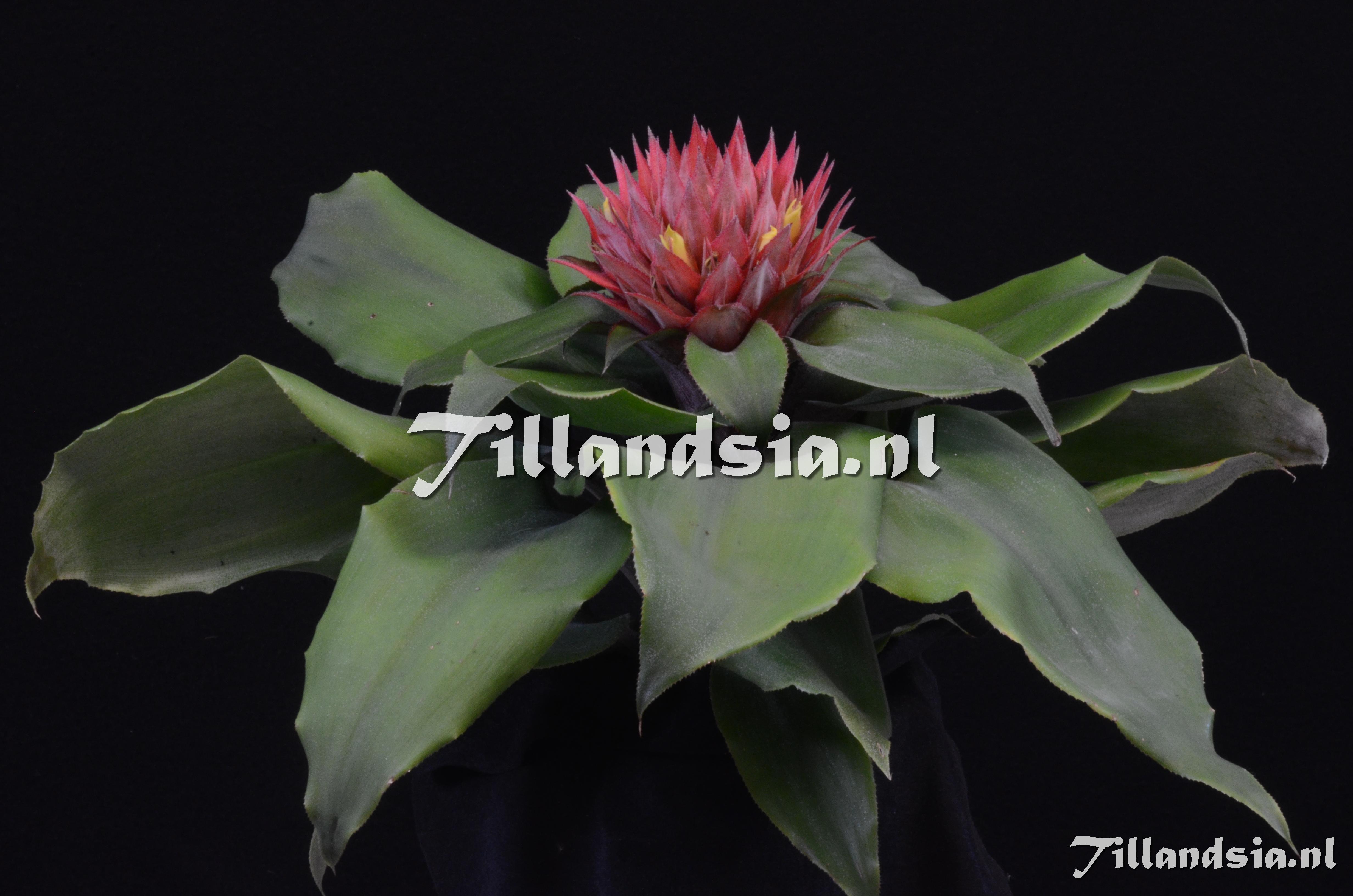 950 Aechmea tayoensis CV