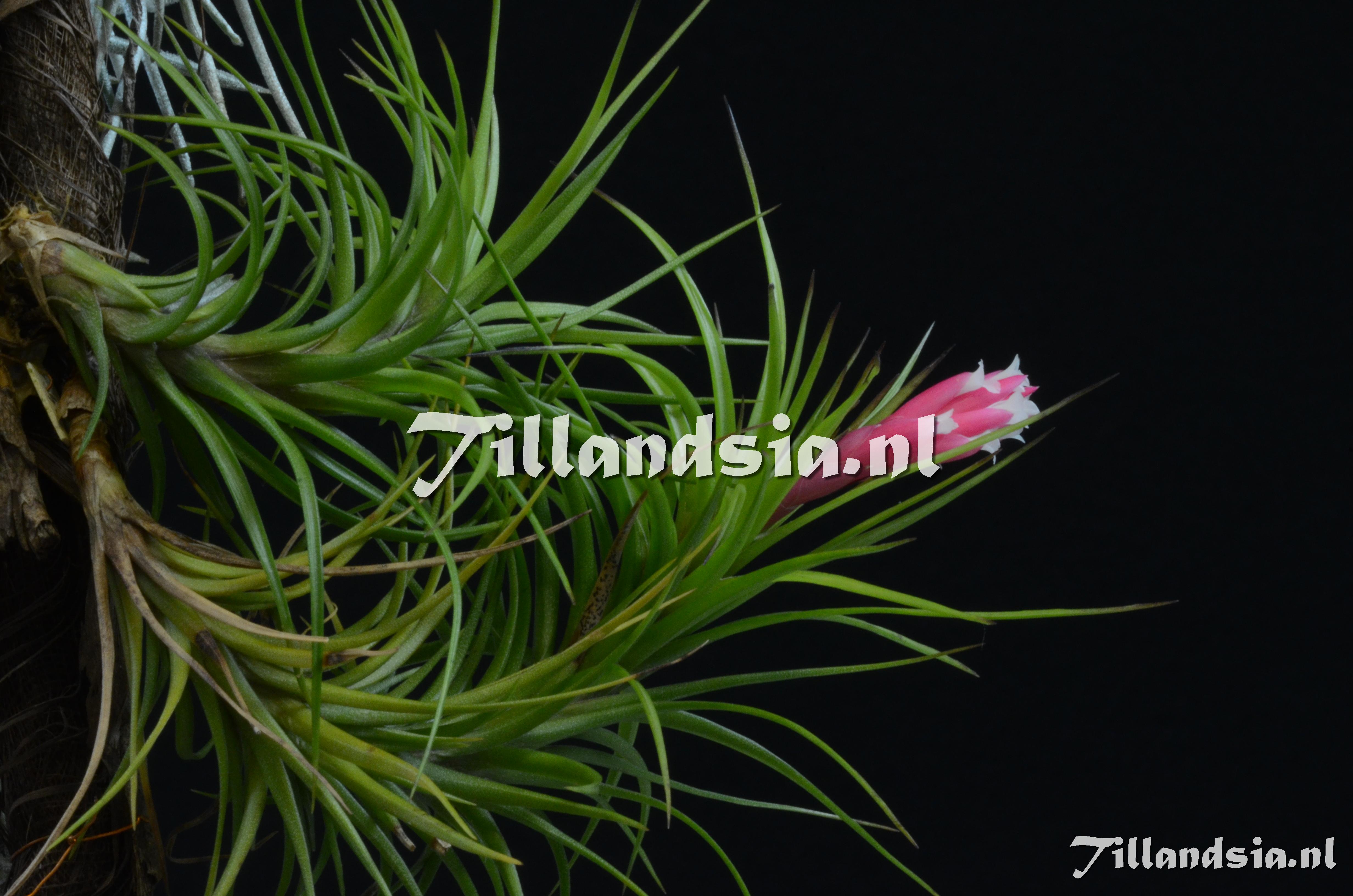 961 Tillandsia tenuifolia