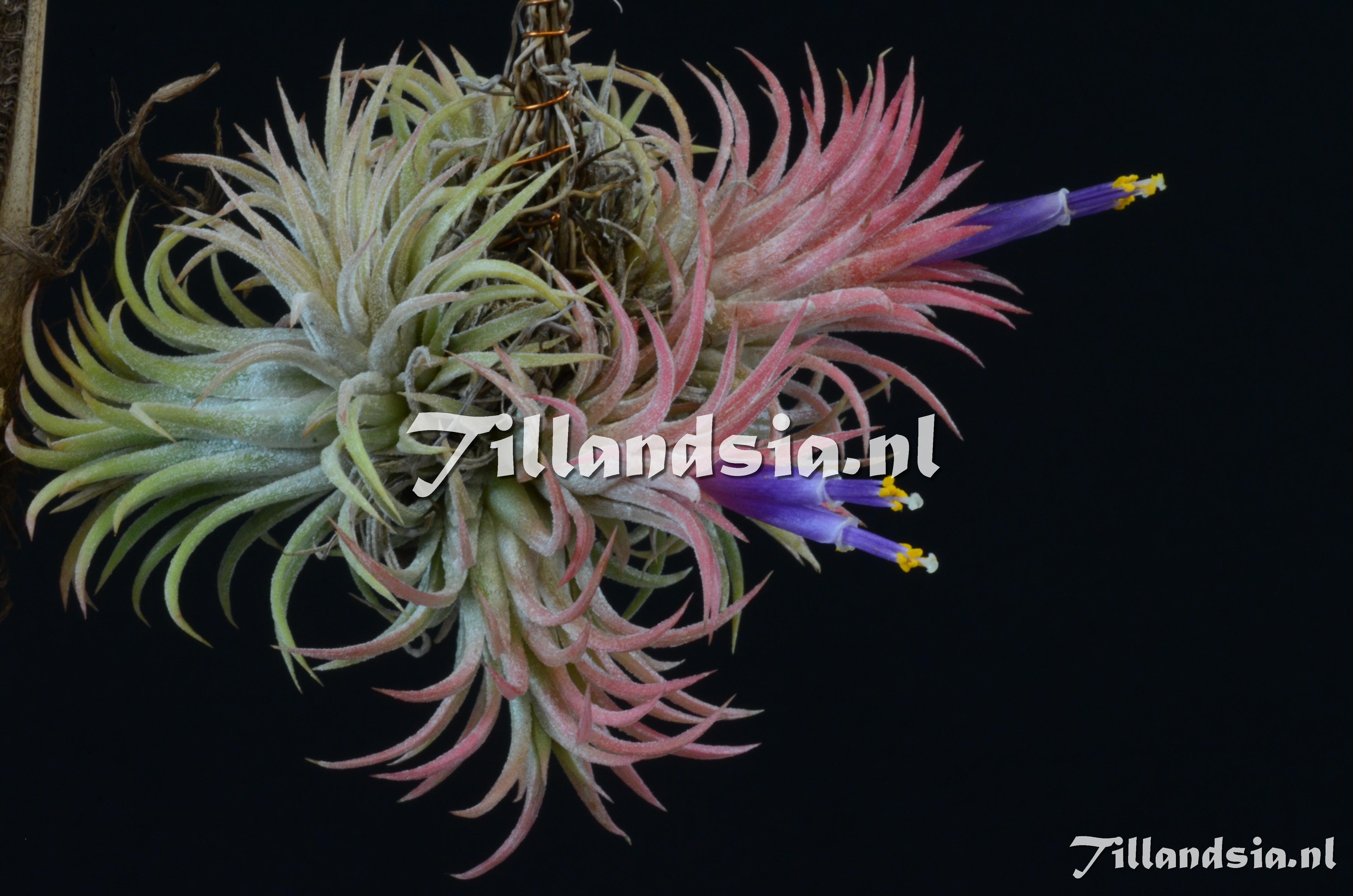 965 Tillandsia ionantha